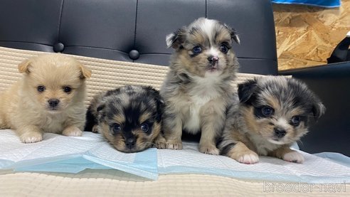 成約済の兵庫県のポメチワ:ポメラニアン×チワワ-348663の4枚目